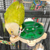 Wooden 5-Drawer Parrot Puzzle Feeder Toy with Acrylic Cover, Green, for Small Pets and Birds