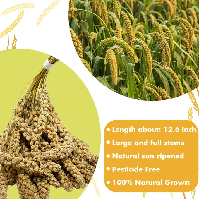 Jmxu's Natural Sun-Dried Spray Millet for Parakeets, Cockatiels, and Small Birds, 1 LB, 12.6 Inch Length