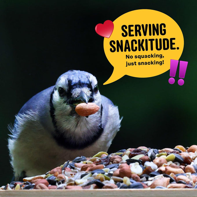 Cool Birds 10 lb. Gourmet Bird Seed with Sunflower Hearts, Peanuts & Real Fruit for Outside Feeders