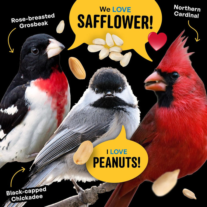 Cool Birds Safflower sunflower hearts peanuts 10 lb wild bird seed no corn milo millet outside feeders gourmet bird food