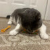 Spot Kitty Fun Tubes Cat Toy 3-Piece Bouncy Set with Catnip for Cats and Kittens Interactive Play
