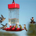 Kaytee 64-Ounce ElectroNectar Ready-to-Use Hummingbird Nectar Attracts and Nourishes Wild Birds