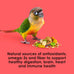 Kaytee Fiesta Conure Food, 4.5 pounds, Nutritious and Fun Blend for Skin, Feather, Digestion, Brain and Heart Health