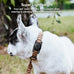 GOCII waterproof dog collar holder 2-pack for Apple AirTag Gen 1 & 2, black silicone case