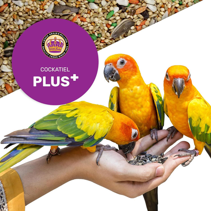Cockatiel Plus 5 Lbs bird seed, nutrient-rich mixed birdseeds, natural seeds for small parrot, daily growth energy, healthy balanced diet