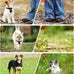 aez pet camera collar with app control, 1080p hd pet pov camera for cats dogs kids outdoor use