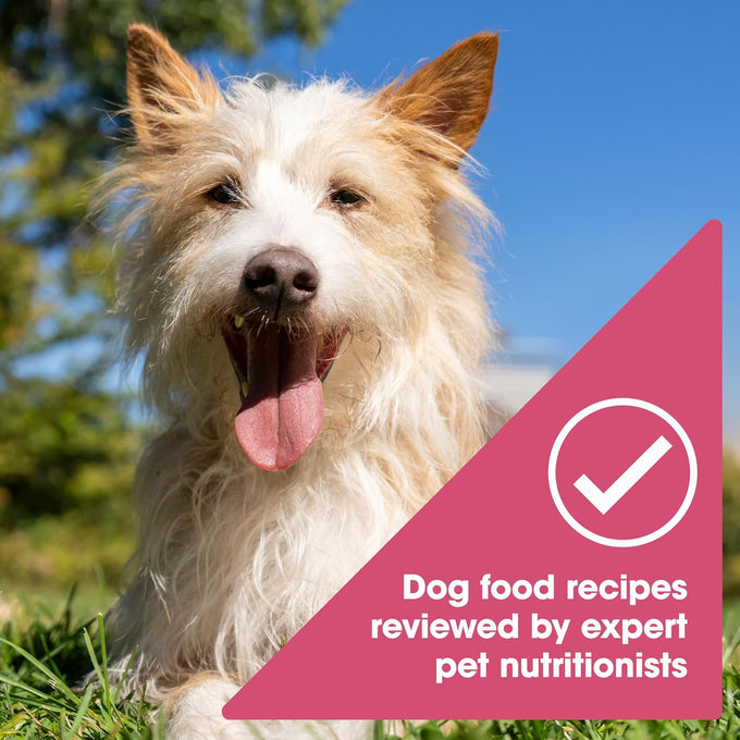 Nature's Recipe Grain Free Wet Dog Food, Salmon & Sweet Potato, 13oz Can