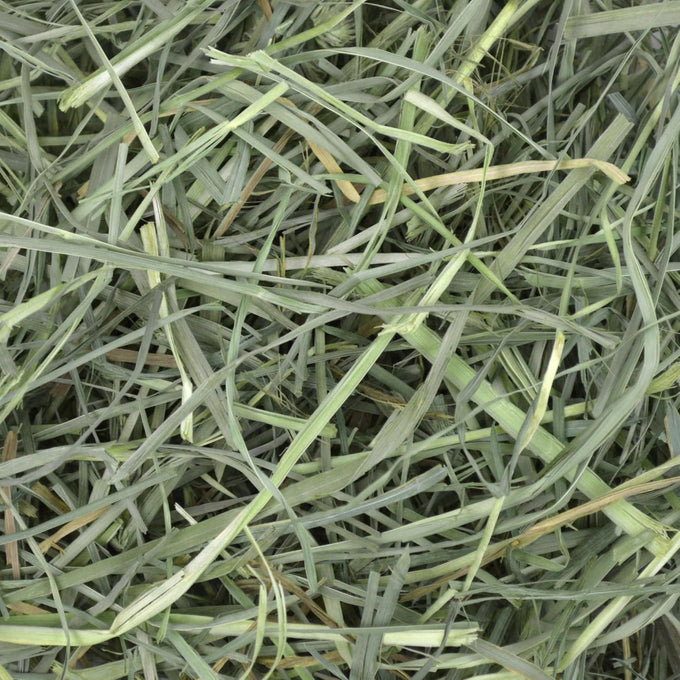 Oxbow orchard grass hay for small pets in 40 oz bag - all-natural long strand fiber hay for digestive health and enrichment
