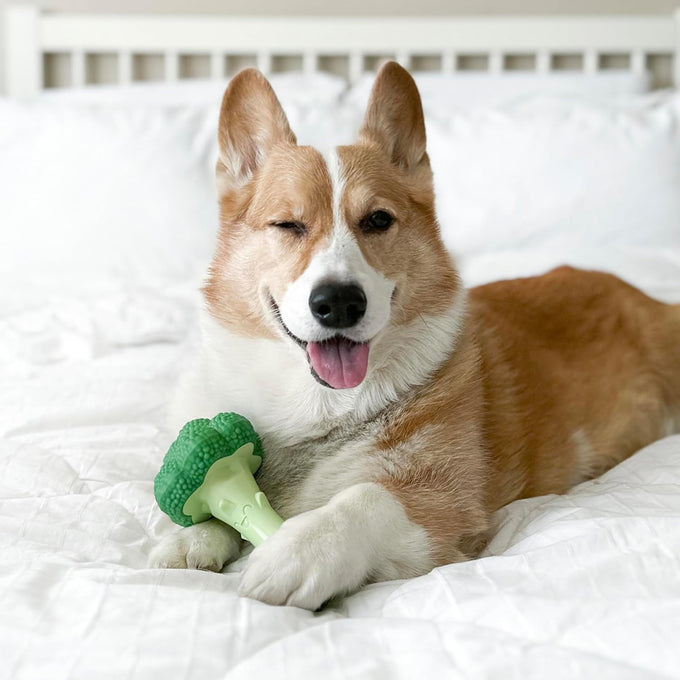 Nylabone Broccoli Power Chew Toy for Large Dogs, Bacon & Cheese Flavor, Up to 50 lbs