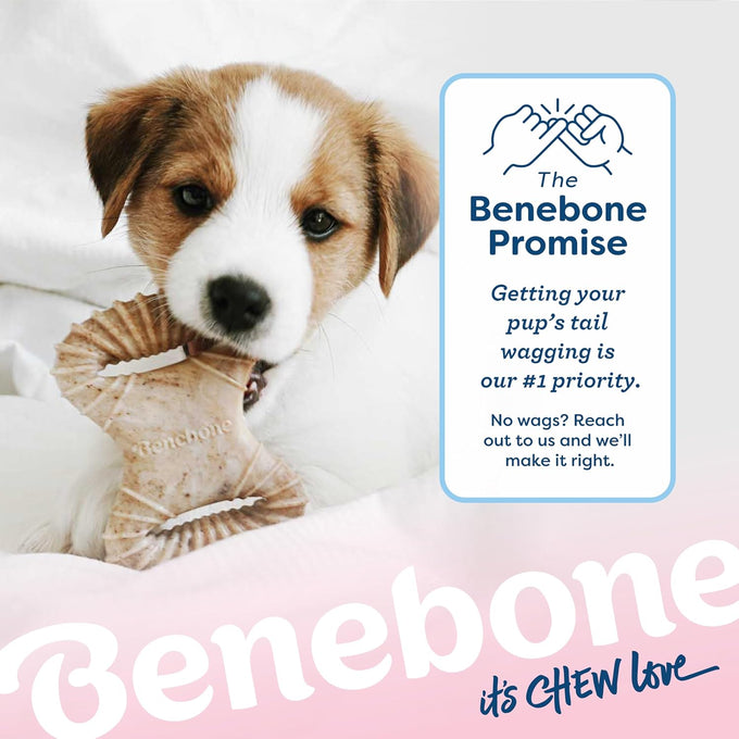 Benebone puppy 2-pack dental chews with real bacon flavor, made in usa, gentle on little teeth