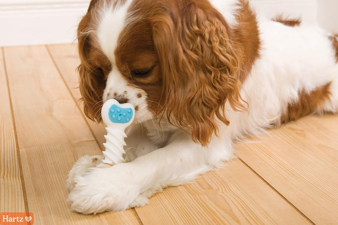 Hartz Chew 'n Clean Twisty Bone Dog Chew Toy, Bacon Scented, Extra Small for Moderate Chewers