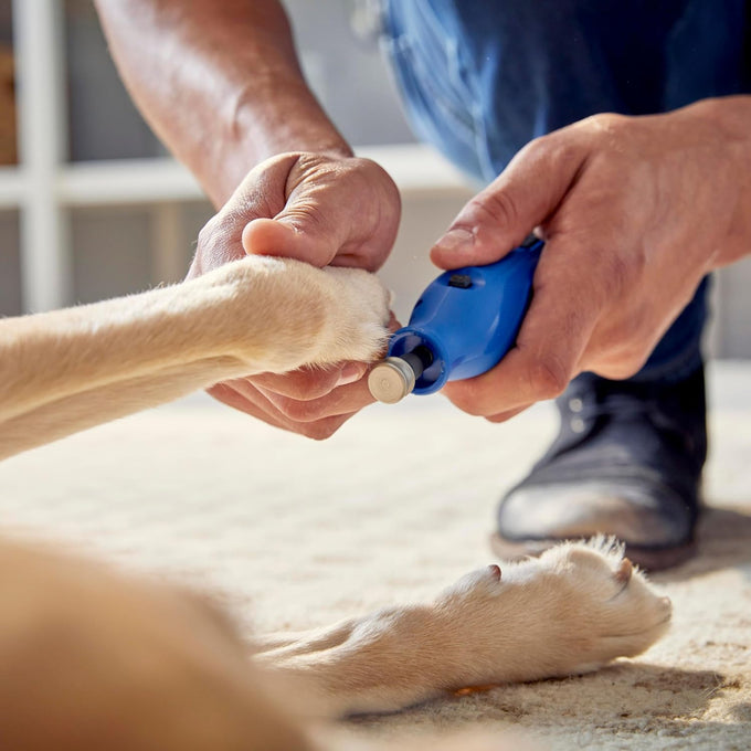 Dremel 416HP diamond-coated rotary nail grinder bit for dog nail grooming with precision control