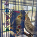 7 inch acrylic bird mirror with rope perch for grey parrots, amazons, parakeets and cockatiels