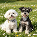 PupTecK 3-Pack Adjustable Soft Leather Dog Collar and Leash Set with Bow Tie and Bells, Black & White Checkered, Small Dogs and Cats Accessories
