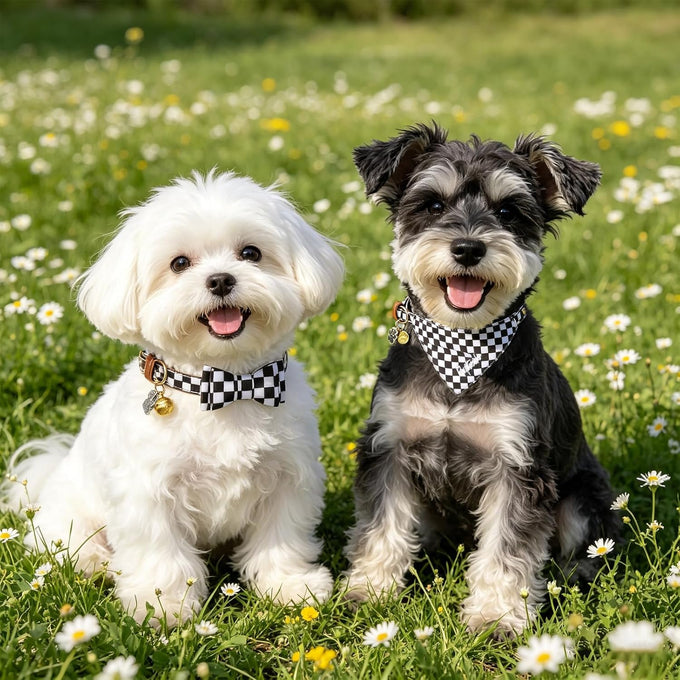 PupTecK 3-Pack Adjustable Soft Leather Dog Collar and Leash Set with Bow Tie and Bells, Black & White Checkered, Small Dogs and Cats Accessories