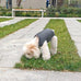 dog recovery suit medium soft cotton e-collar alternative abdominal wound healing small large breeds