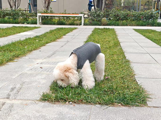 dog recovery suit medium soft cotton e-collar alternative abdominal wound healing small large breeds