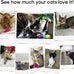 Cat Spring Toys for Indoor Cats, 30 Pack Interactive Durable Plastic Toys for Kitten Hunt and Exercise