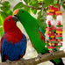 seenelling 3pcs large multicolored wooden parrot cage chewing toys for macaws african greys cockatoos