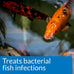API POND MELAFIX Pond Fish Infection Remedy, 64-Ounce Bottle for Freshwater Pond Health