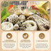 Nature Color Natural Bird Toy Foraging Parrot Shredding Toys Box for Small-Medium Birds