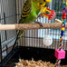 22-piece parakeet bird toy set with colorful bell and rattan balls, safe, non-toxic materials for small birds
