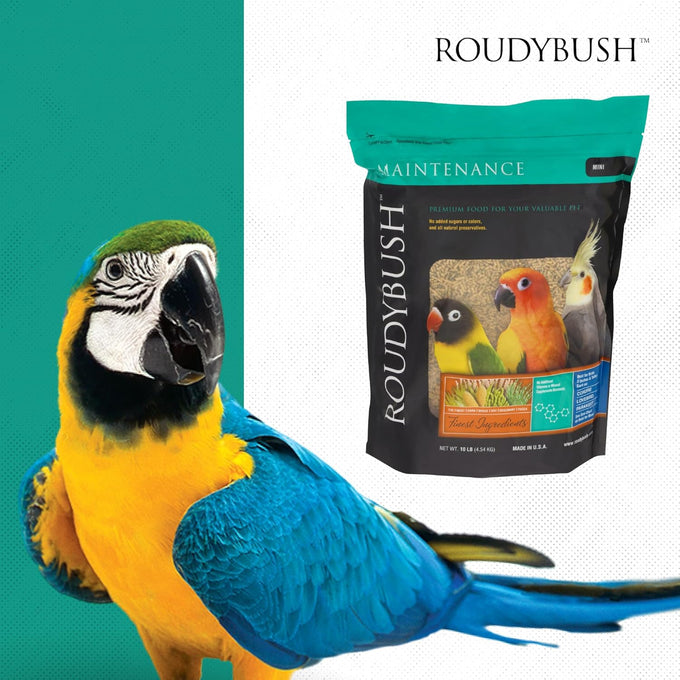 RoudyBush daily maintenance bird food, mini, 10-pound, parrot pellets for conures, lovebirds, and parakeets