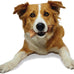 Nylabone Healthy Edibles, Natural Bison Flavor Dog Chews, Long Lasting Bones for Dogs, Medium (2 Count)