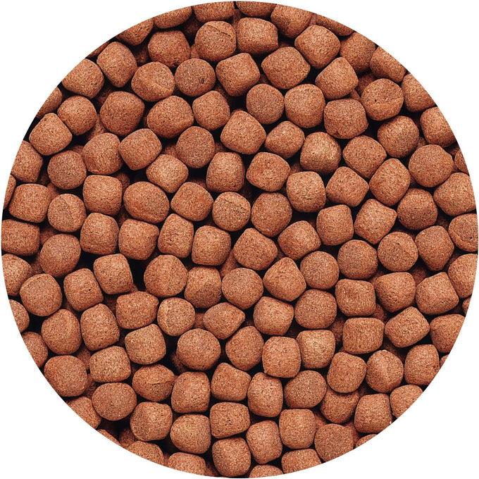 Hikari 2-Ounce Cichlid Gold Floating Pellets for Large Pets, Floating, High in Beta Carotene, Stabilized Vitamin C