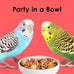 Kaytee Fiesta Parakeet Food, 2 pounds, Nutritious and Fun Blend for Skin, Feather, Digestion, Brain, and Heart Health