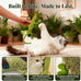 CiyvoLyeen Lizard Catnip Toys Soft Durable Plush for Indoor Cats Boredom Relief Teeth Cleaning Interactive Set of 4