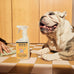 Mrs. MEYER'S CLEAN DAY Pet Multi-Surface Cleaner, Orange Blossom Scent, 16oz for hard surfaces and pet messes