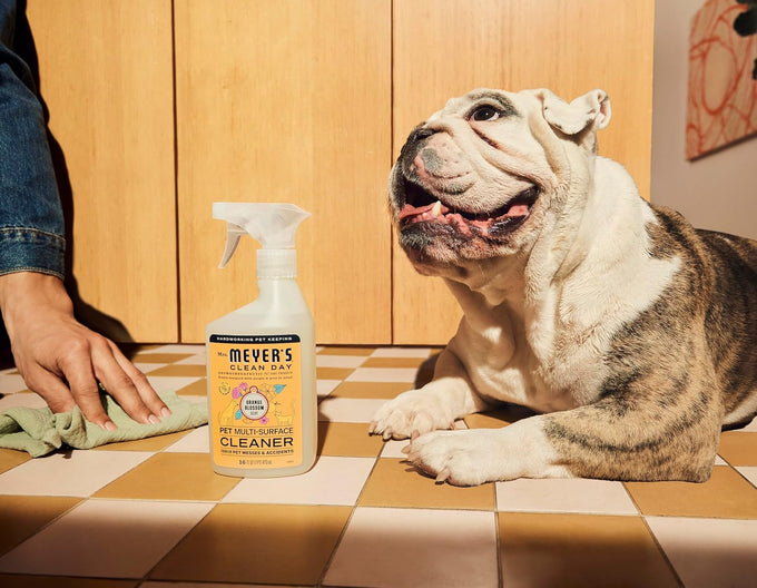 Mrs. MEYER'S CLEAN DAY Pet Multi-Surface Cleaner, Orange Blossom Scent, 16oz for hard surfaces and pet messes