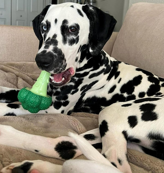 Nylabone Broccoli Power Chew Toy for Large Dogs, Bacon & Cheese Flavor, Up to 50 lbs