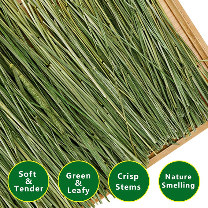 Premium Timothy Hay 2.2LBS 2 Pack Dust Free Natural Fresh Hay for Rabbits Tortoise Guinea Pig Chinchilla