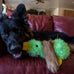Multipet duckworth plush filled dog toys assorted colors pack of 1