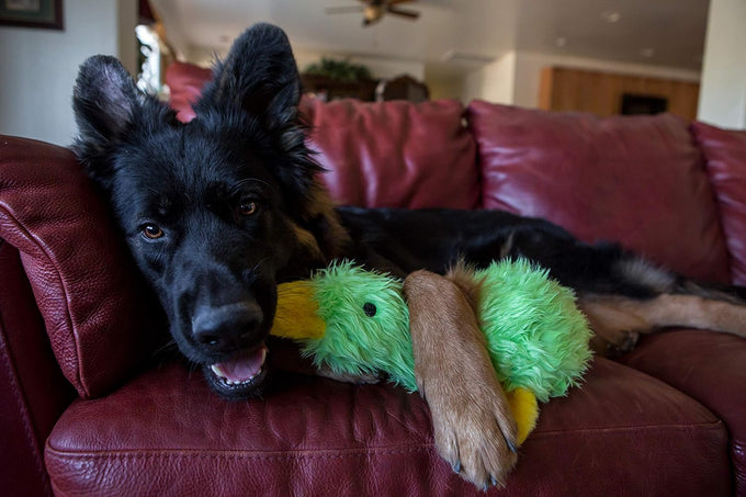 Multipet duckworth plush filled dog toys assorted colors pack of 1