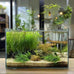 Vimvins 3 gallon frameless glass fish tank for betta, goldfish, snails, shrimp and aquatic planting