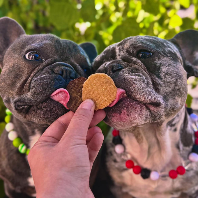 Farm To Pet Single Ingredient Chicken Dog Training Treats 4 oz Lean All Natural Healthy Made in USA