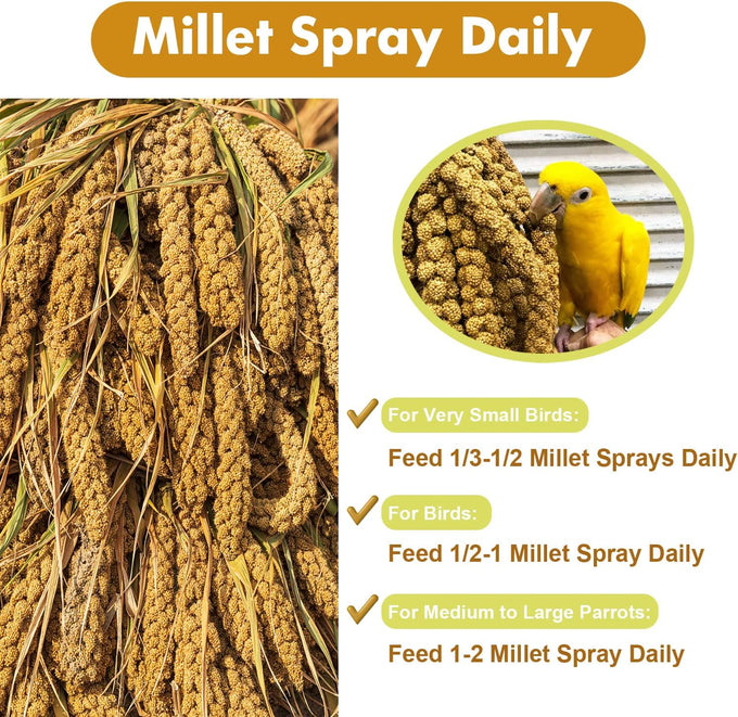 Jmxu's Natural Sun-Dried Spray Millet for Parakeets, Cockatiels, and Small Birds, 1 LB, 12.6 Inch Length