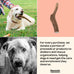 Mountain Valley Grade A Whole Large Elk Dog Antlers, 100% Natural & Organic, No Odor, No Mess, Long Lasting