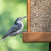 Morning Song 5.5-Pound Bag Sunflower Hearts & Chips Wild Bird Food, No Mess Sunflower Seeds for Birds