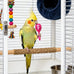 10-pack bird toys for conures, budgies, parakeets & small birds (1.5'' - 5.5'')