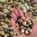 pebbles polished gravel natural mixed color stones small decorative river rock stones 2 pounds