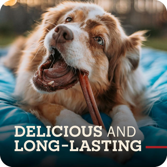 Redbarn Pet Products 5"-8" Braided Bully Sticks for Small & Large Dogs - Single Ingredient Low Odor Rawhide Free - 8 oz Bag