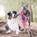 Kong Floppy Knots fox medium large dog tug toy with internal knotted rope and minimal stuffing
