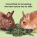 Kaytee Timothy and Alfalfa hay cubes for pet rabbits, guinea pigs, and small animals, 1 pound, high fiber and low protein content