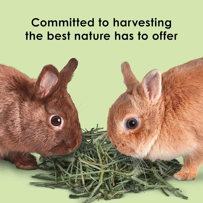 Kaytee Timothy and Alfalfa hay cubes for pet rabbits, guinea pigs, and small animals, 1 pound, high fiber and low protein content