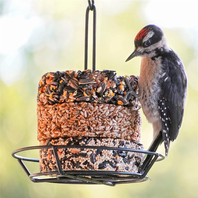 audubon park nut & fruit snack stack bird food, 6-pack, individual seed cakes for backyard birders
