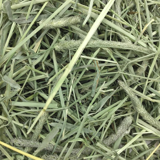 Oxbow Western Timothy Hay for Small Pets - High Fiber for Digestive Health and Dental Support - 40 oz Bag - All-Natural Grass Hay for Rabbits Guinea Pigs Chinchillas